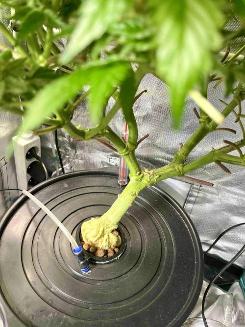 lemon berry clon /DWC. Week 13