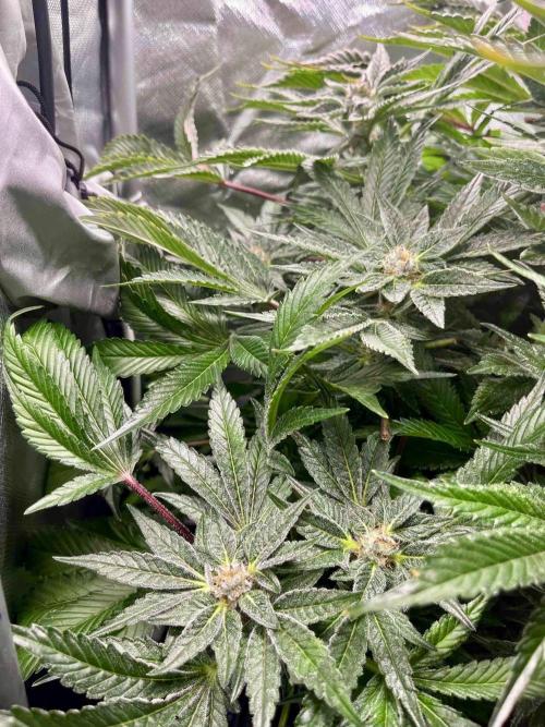 lemon berry clon /DWC. Week 13