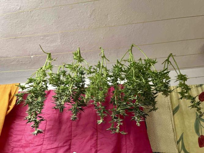 lemon berry clon /DWC. Week 14