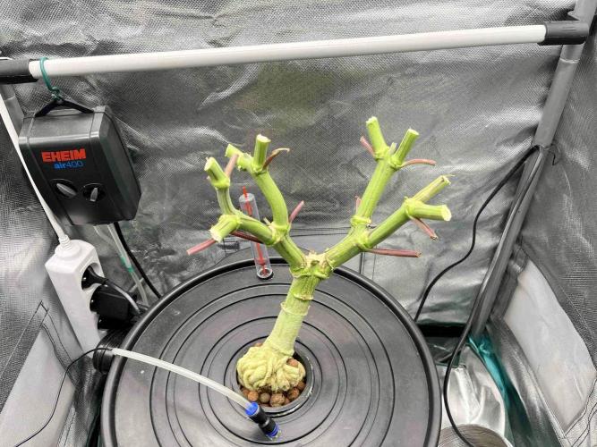 lemon berry clon /DWC. Week 14