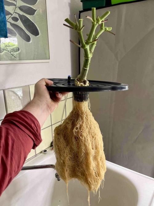 lemon berry clon /DWC. Week 14