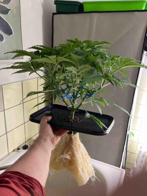 dirty banana gen1 /DWC. Week 6