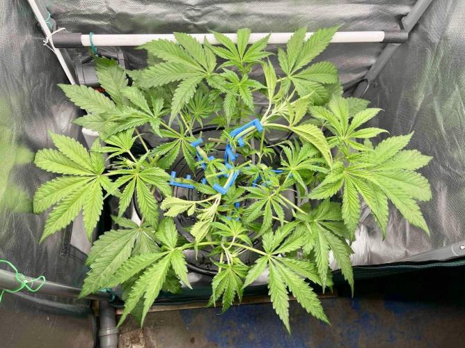 dirty banana gen1 /DWC. Week 6