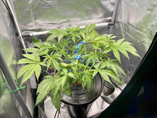 dirty banana gen1 /DWC. Week 6