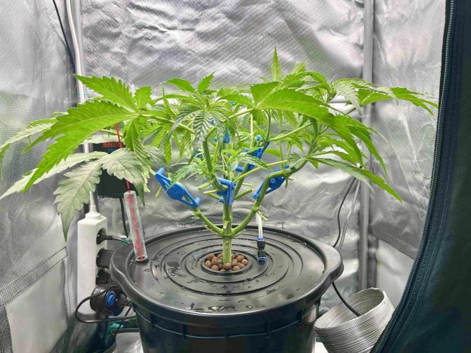 dirty banana gen1 /DWC. Week 6