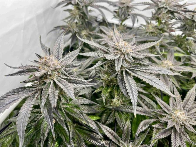 cherry clon /DWC. Week 15