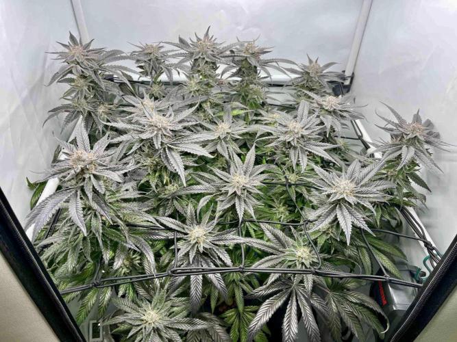 cherry clon /DWC. Week 15