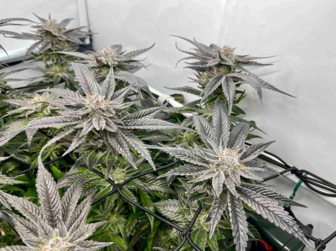 cherry clon /DWC. Week 15