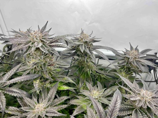 cherry clon /DWC. Week 15