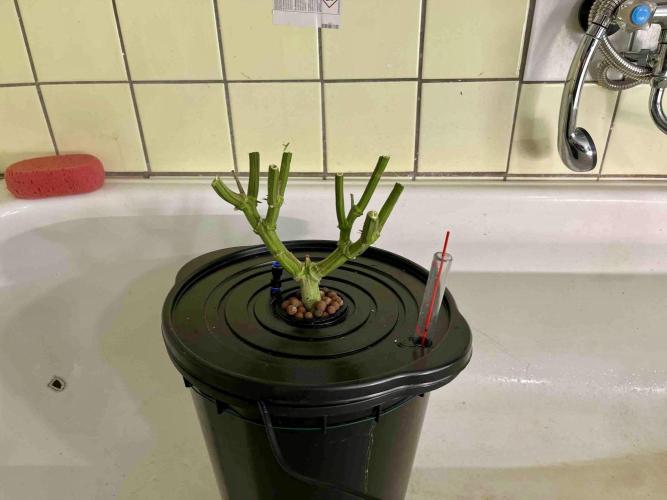 cherry clon /DWC. Week 15