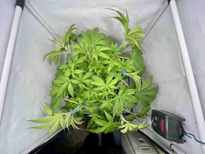 dirty banana gen1 /DWC. Week 7