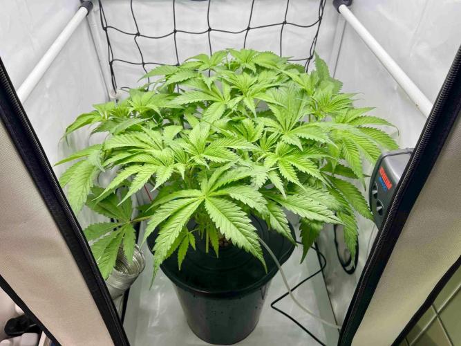 dirty banana gen1 /DWC. Week 7