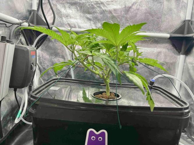 cherry clon #5 /DWC. Week 6