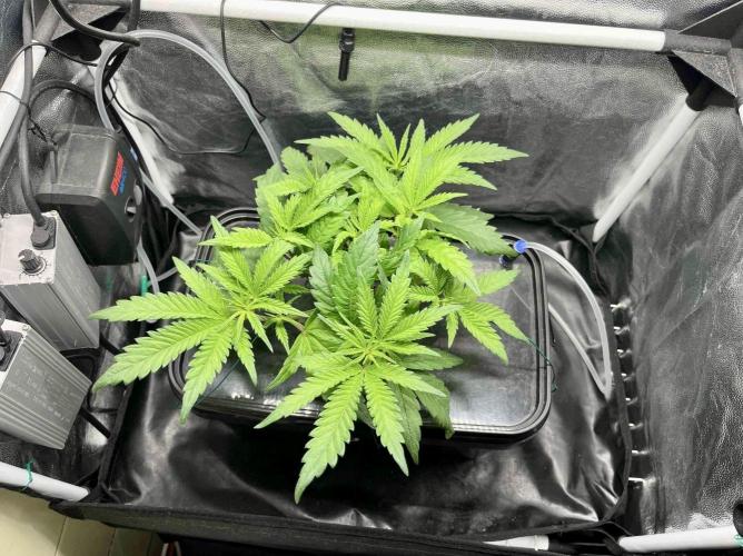 cherry clon #5 /DWC. Week 6