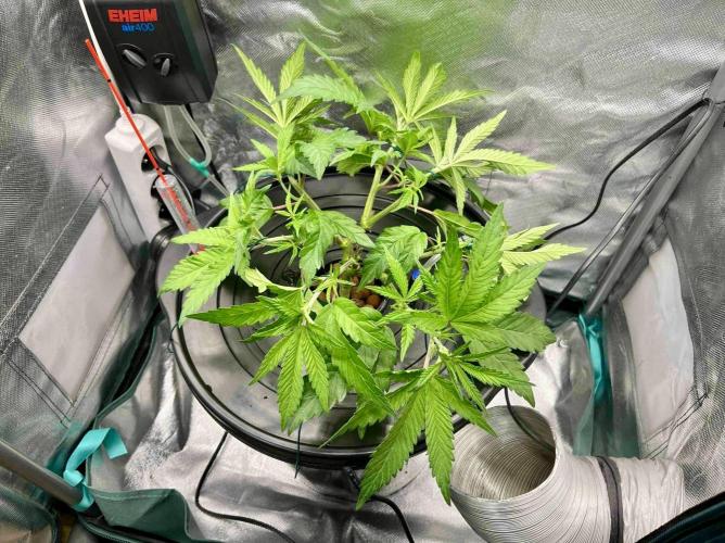 cherry clon #5 /DWC. Week 7