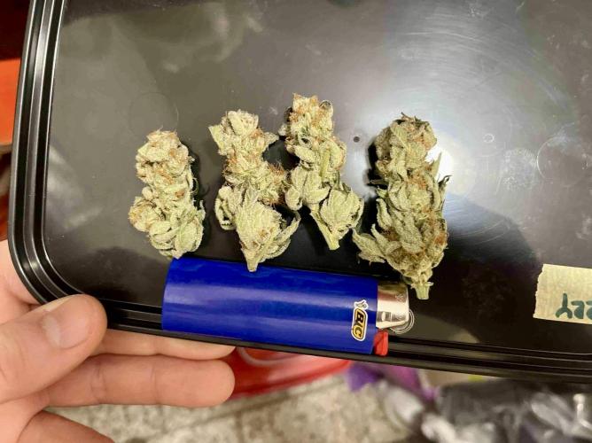 lemon berry clon /DWC. Week 14