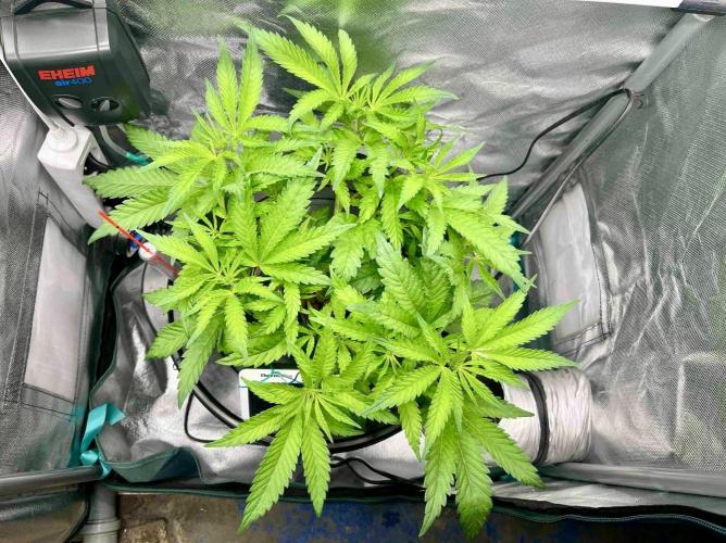 cherry clon #5 /DWC. Week 8