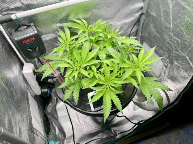 cherry clon #5 /DWC. Week 8