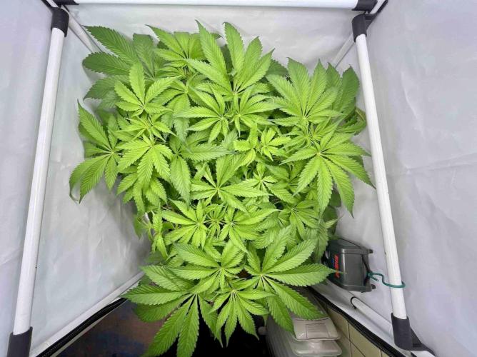 dirty banana gen1 /DWC. Week 8