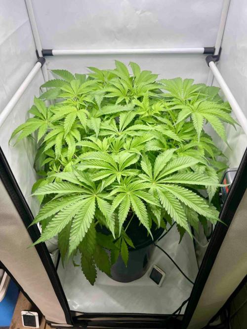 dirty banana gen1 /DWC. Week 8