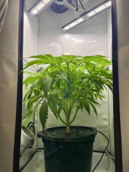 dirty banana gen1 /DWC. Week 8