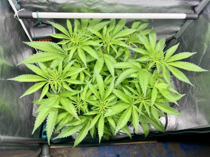 cherry clon #5 /DWC. Week 9