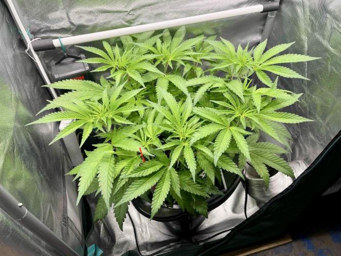 cherry clon #5 /DWC. Week 9