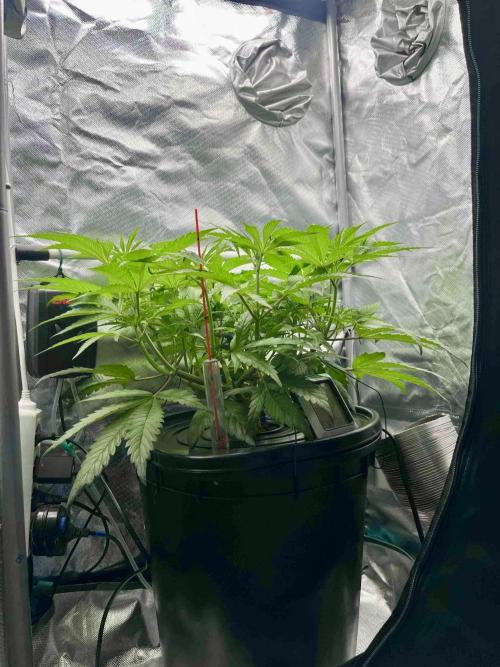 cherry clon #5 /DWC. Week 9