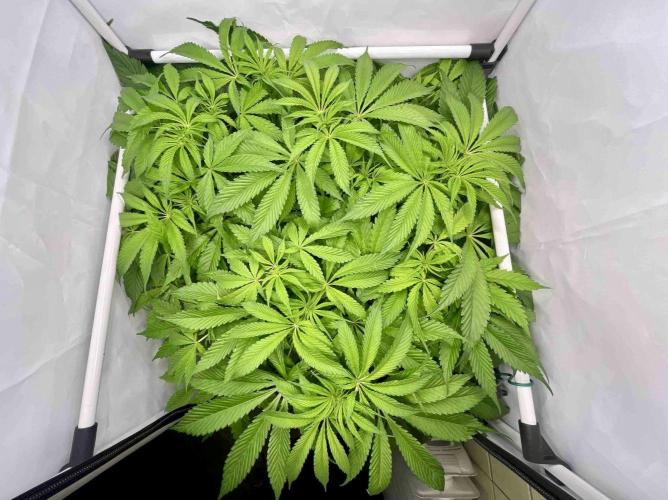 dirty banana gen1 /DWC. Week 9