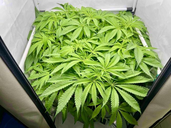 dirty banana gen1 /DWC. Week 9