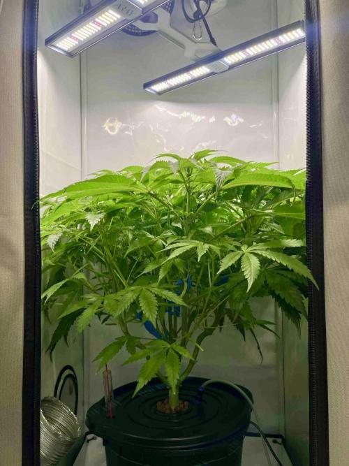 dirty banana gen1 /DWC. Week 9