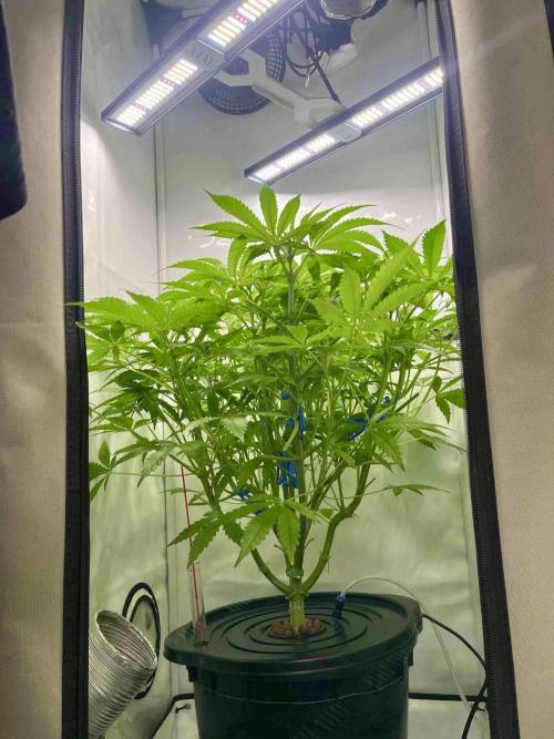 dirty banana gen1 /DWC. Week 9