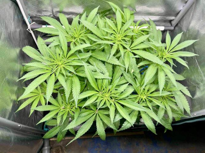 cherry clon #5 /DWC. Week 10