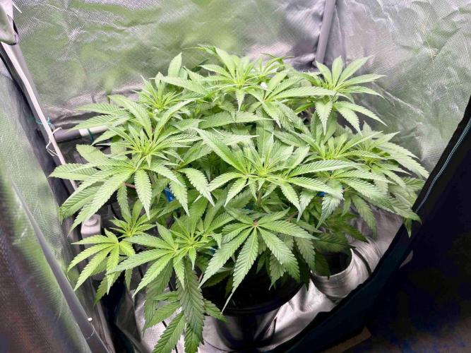 cherry clon #5 /DWC. Week 10