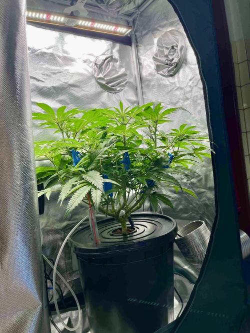 cherry clon #5 /DWC. Week 10
