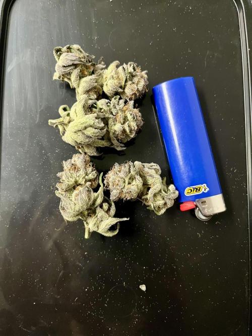 cherry clon /DWC. Week 15