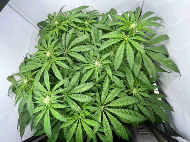 dirty banana gen1 /DWC. Week 10