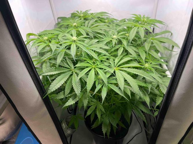 dirty banana gen1 /DWC. Week 10