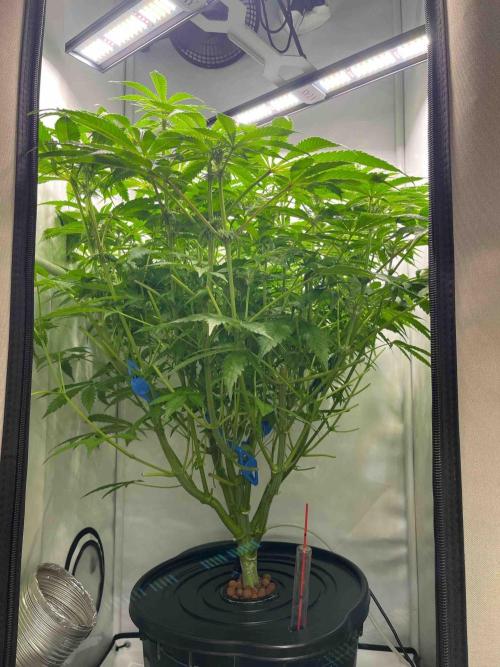 dirty banana gen1 /DWC. Week 10