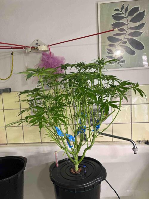 dirty banana gen1 /DWC. Week 10