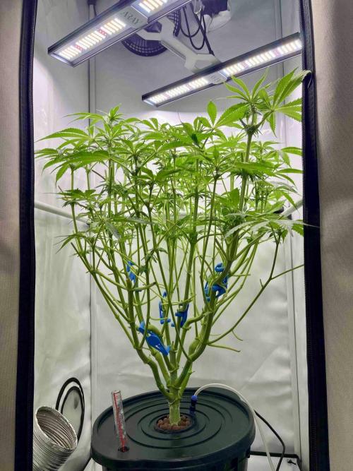 dirty banana gen1 /DWC. Week 10