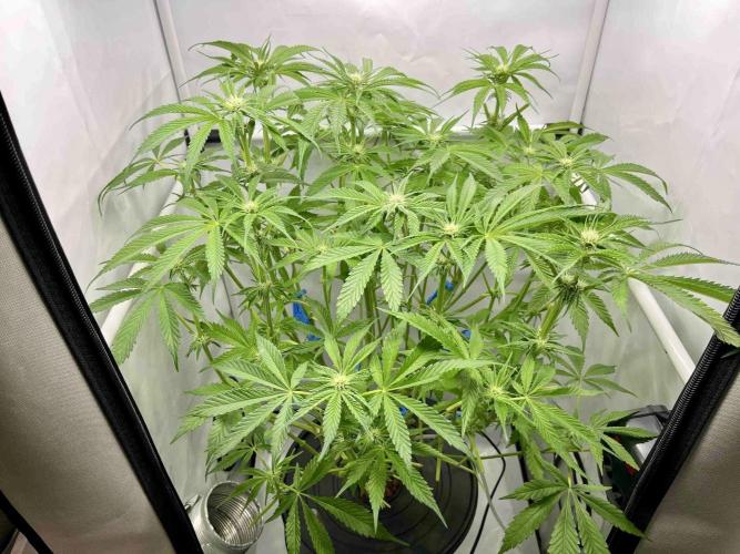 dirty banana gen1 /DWC. Week 10