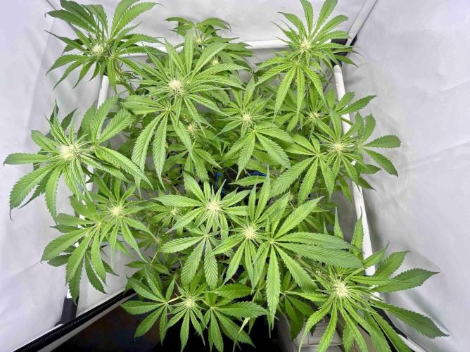 dirty banana gen1 /DWC. Week 10