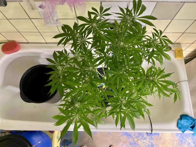 dirty banana gen1 /DWC. Week 10