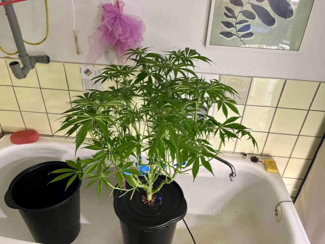 dirty banana gen1 /DWC. Week 10