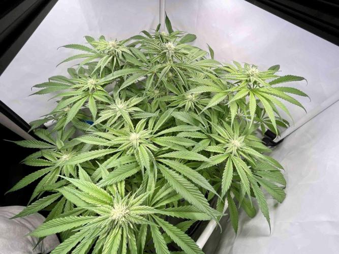 dirty banana gen1 /DWC. Week 11