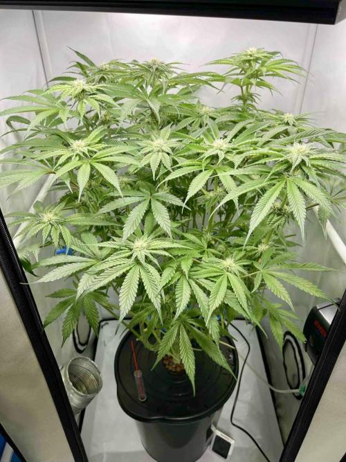 dirty banana gen1 /DWC. Week 11