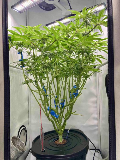 dirty banana gen1 /DWC. Week 11