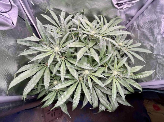 cherry clon #5 /DWC. Week 11