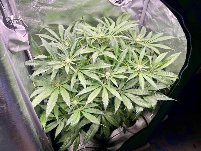 cherry clon #5 /DWC. Week 11